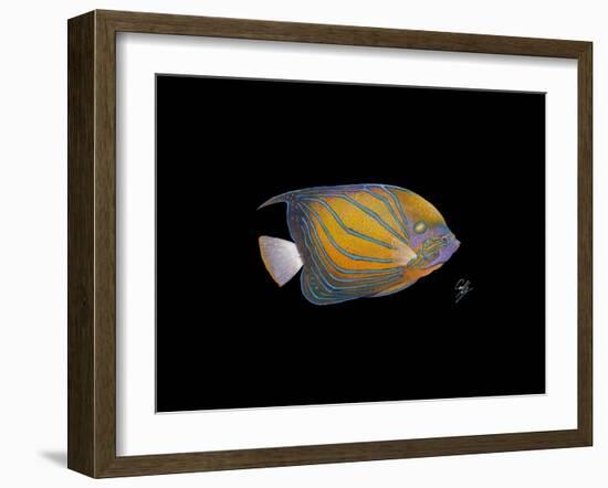 Blue Ring Angelfish-Durwood Coffey-Framed Giclee Print