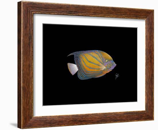 Blue Ring Angelfish-Durwood Coffey-Framed Giclee Print