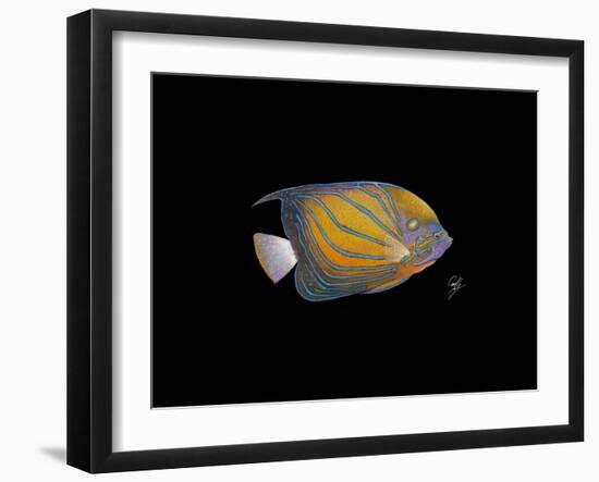 Blue Ring Angelfish-Durwood Coffey-Framed Giclee Print