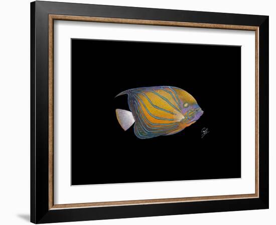 Blue Ring Angelfish-Durwood Coffey-Framed Giclee Print