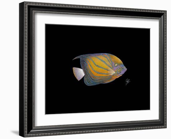 Blue Ring Angelfish-Durwood Coffey-Framed Giclee Print