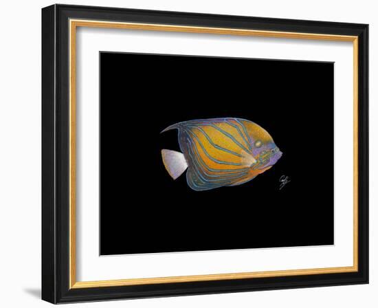 Blue Ring Angelfish-Durwood Coffey-Framed Giclee Print