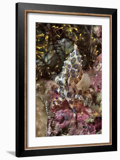 Blue-Ring Octopus and Coral, Raja Ampat, Papua, Indonesia-Jaynes Gallery-Framed Photographic Print