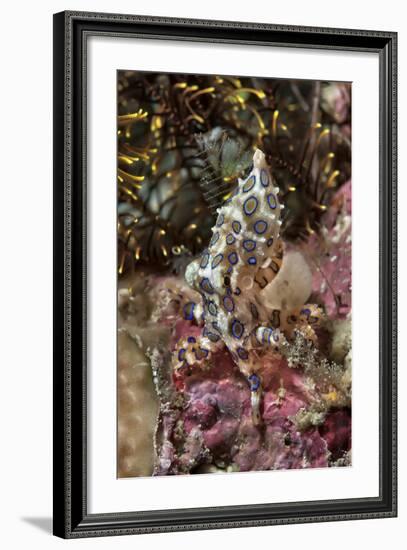 Blue-Ring Octopus and Coral, Raja Ampat, Papua, Indonesia-Jaynes Gallery-Framed Photographic Print