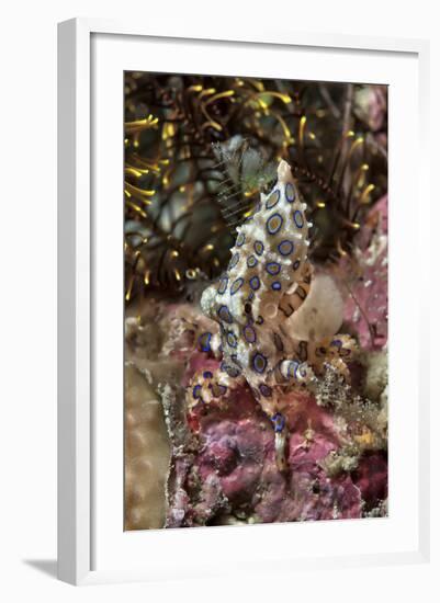 Blue-Ring Octopus and Coral, Raja Ampat, Papua, Indonesia-Jaynes Gallery-Framed Photographic Print