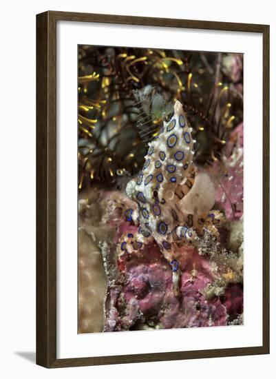 Blue-Ring Octopus and Coral, Raja Ampat, Papua, Indonesia-Jaynes Gallery-Framed Photographic Print