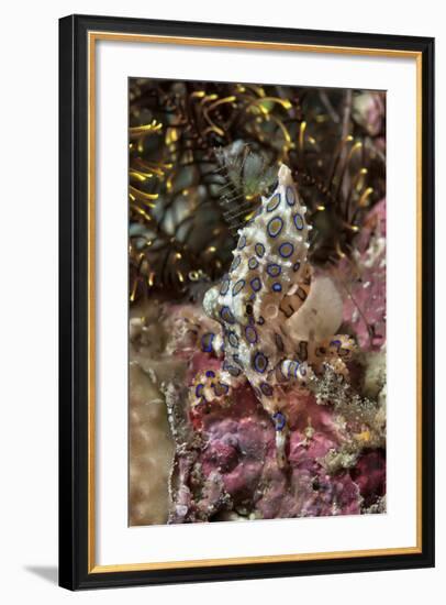 Blue-Ring Octopus and Coral, Raja Ampat, Papua, Indonesia-Jaynes Gallery-Framed Photographic Print