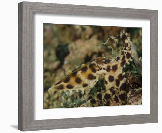 Blue-Ringed Octopus, Lembeh Strait, Indonesia-Stocktrek Images-Framed Photographic Print