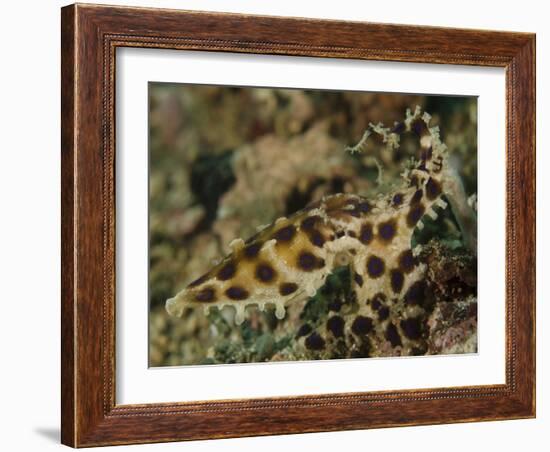 Blue-Ringed Octopus, Lembeh Strait, Indonesia-Stocktrek Images-Framed Photographic Print