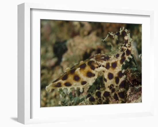 Blue-Ringed Octopus, Lembeh Strait, Indonesia-Stocktrek Images-Framed Photographic Print