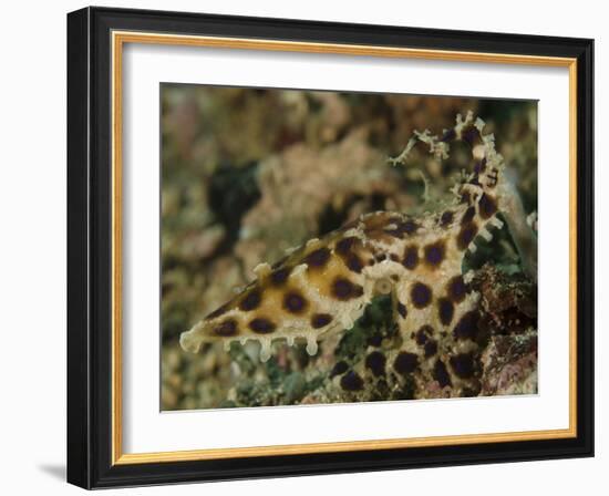 Blue-Ringed Octopus, Lembeh Strait, Indonesia-Stocktrek Images-Framed Photographic Print