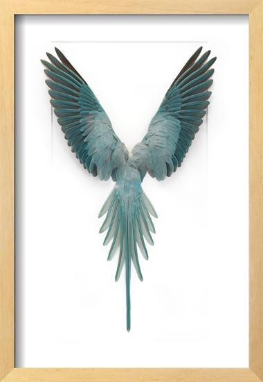 Blue Ringneck Parrot-Christopher Marley-Framed Photographic Print
