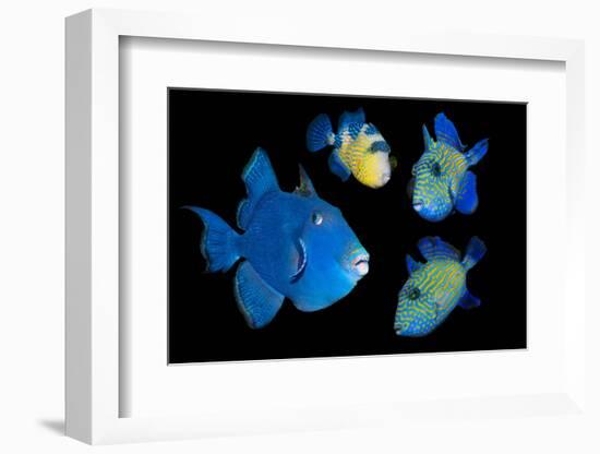 Blue / Rippled triggerfish composite image, Indonesia-Georgette Douwma-Framed Photographic Print