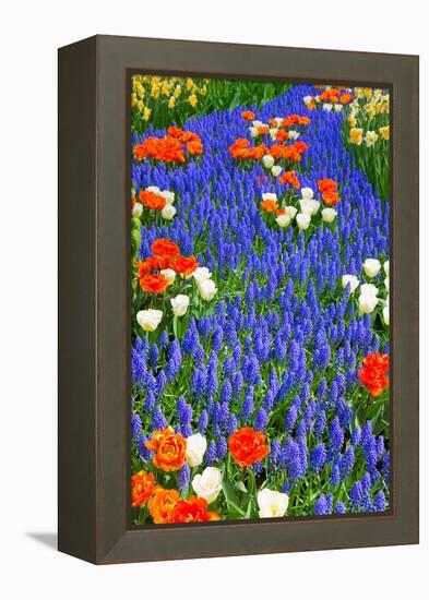 Blue River of Muscari Flowers in Holland Garden-neirfy-Framed Premier Image Canvas