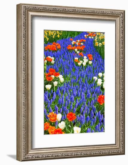 Blue River of Muscari Flowers in Holland Garden-neirfy-Framed Photographic Print