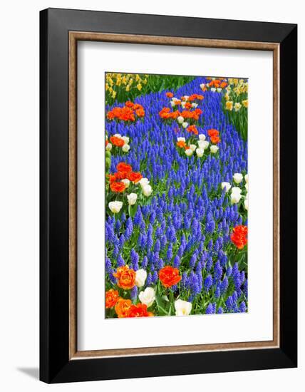 Blue River of Muscari Flowers in Holland Garden-neirfy-Framed Photographic Print