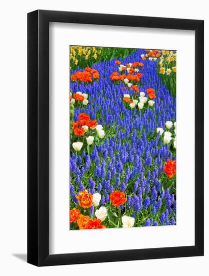 Blue River of Muscari Flowers in Holland Garden-neirfy-Framed Photographic Print