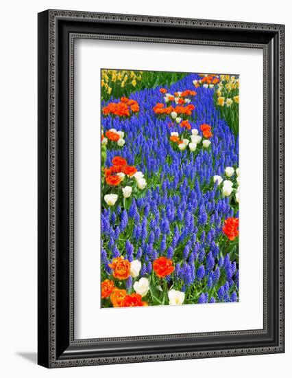 Blue River of Muscari Flowers in Holland Garden-neirfy-Framed Photographic Print