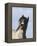 Blue Roan Wild Stallion Yawning, Pryor Mountains, Montana, USA-Carol Walker-Framed Premier Image Canvas