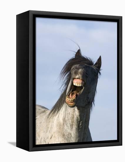 Blue Roan Wild Stallion Yawning, Pryor Mountains, Montana, USA-Carol Walker-Framed Premier Image Canvas