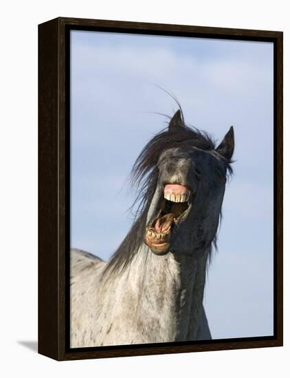 Blue Roan Wild Stallion Yawning, Pryor Mountains, Montana, USA-Carol Walker-Framed Premier Image Canvas