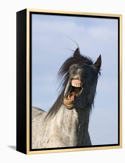 Blue Roan Wild Stallion Yawning, Pryor Mountains, Montana, USA-Carol Walker-Framed Premier Image Canvas