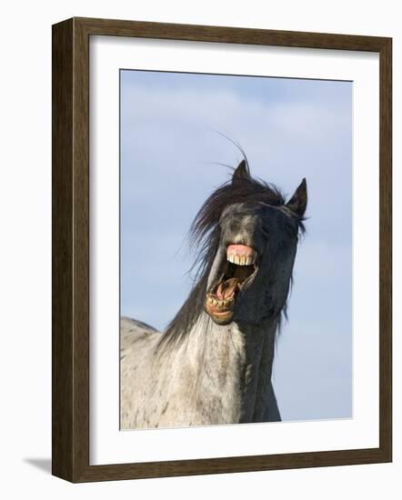 Blue Roan Wild Stallion Yawning, Pryor Mountains, Montana, USA-Carol Walker-Framed Photographic Print