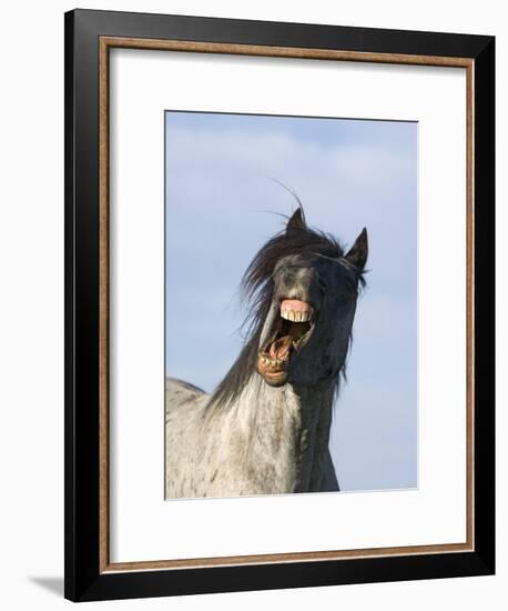 Blue Roan Wild Stallion Yawning, Pryor Mountains, Montana, USA-Carol Walker-Framed Photographic Print