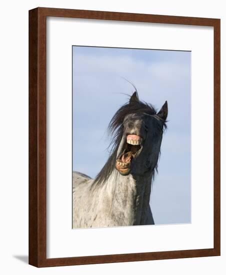 Blue Roan Wild Stallion Yawning, Pryor Mountains, Montana, USA-Carol Walker-Framed Photographic Print