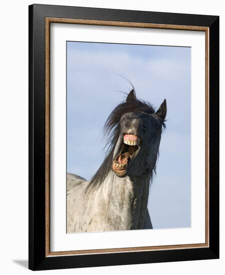 Blue Roan Wild Stallion Yawning, Pryor Mountains, Montana, USA-Carol Walker-Framed Photographic Print