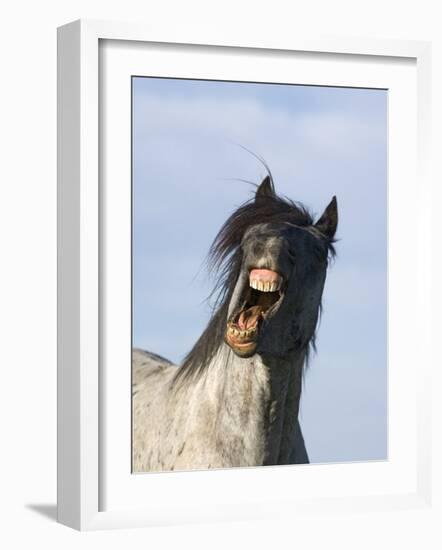 Blue Roan Wild Stallion Yawning, Pryor Mountains, Montana, USA-Carol Walker-Framed Photographic Print