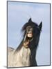 Blue Roan Wild Stallion Yawning, Pryor Mountains, Montana, USA-Carol Walker-Mounted Photographic Print