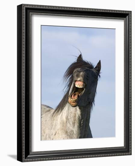 Blue Roan Wild Stallion Yawning, Pryor Mountains, Montana, USA-Carol Walker-Framed Photographic Print