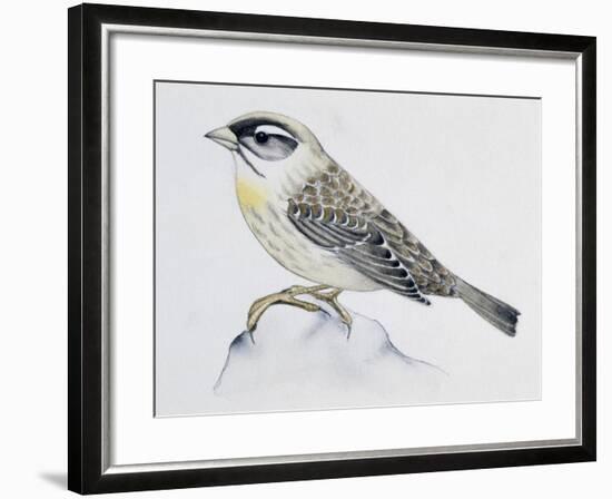 Blue Rock Thrush ((Monticola Solitarius), Muscicapidae-null-Framed Giclee Print