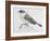 Blue Rock Thrush ((Monticola Solitarius), Muscicapidae-null-Framed Giclee Print