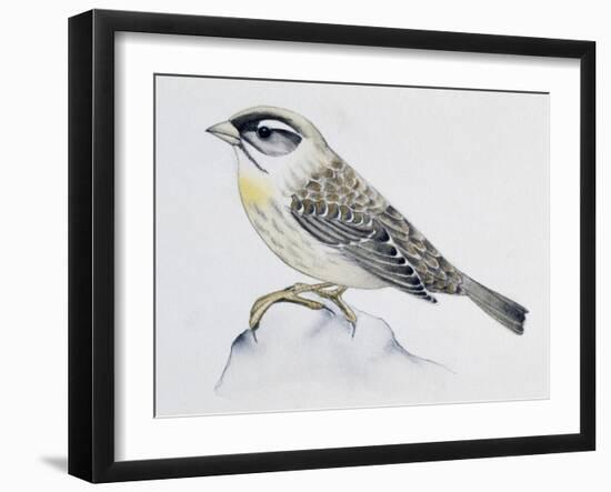 Blue Rock Thrush ((Monticola Solitarius), Muscicapidae-null-Framed Giclee Print