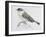 Blue Rock Thrush ((Monticola Solitarius), Muscicapidae-null-Framed Giclee Print