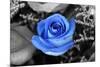 Blue Rose Photo Poster-null-Mounted Photo