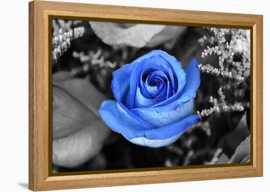 Blue Rose-null-Framed Stretched Canvas