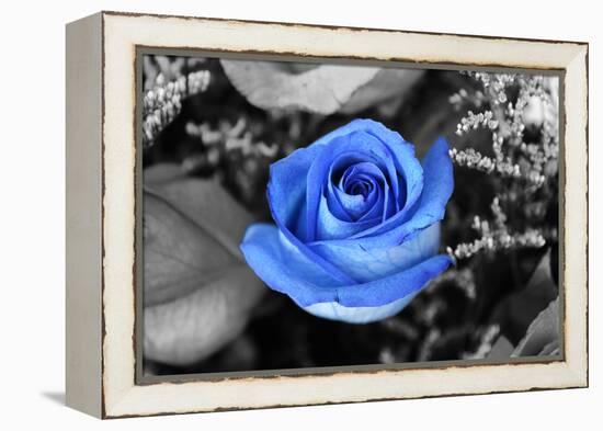 Blue Rose-null-Framed Stretched Canvas