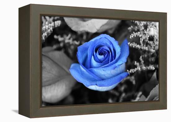 Blue Rose-null-Framed Stretched Canvas