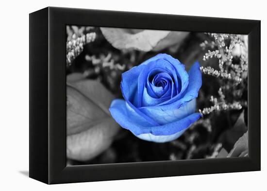 Blue Rose-null-Framed Stretched Canvas