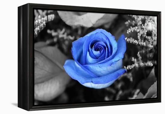 Blue Rose-null-Framed Stretched Canvas