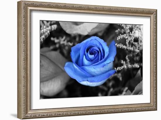 Blue Rose-null-Framed Photo