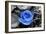 Blue Rose-null-Framed Photo