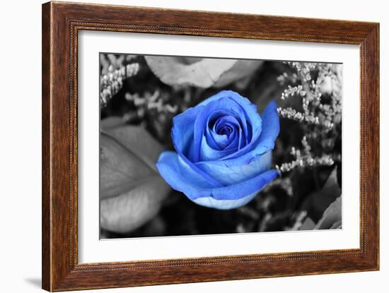 Blue Rose-null-Framed Photo