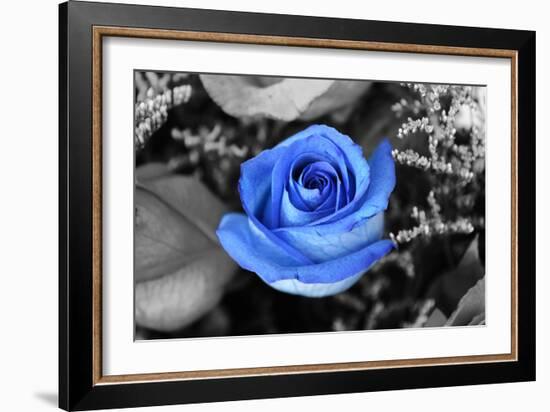 Blue Rose-null-Framed Photo