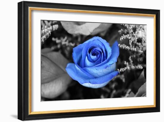 Blue Rose-null-Framed Photo