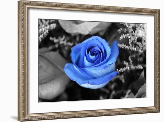 Blue Rose-null-Framed Photo