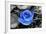 Blue Rose-null-Framed Photo